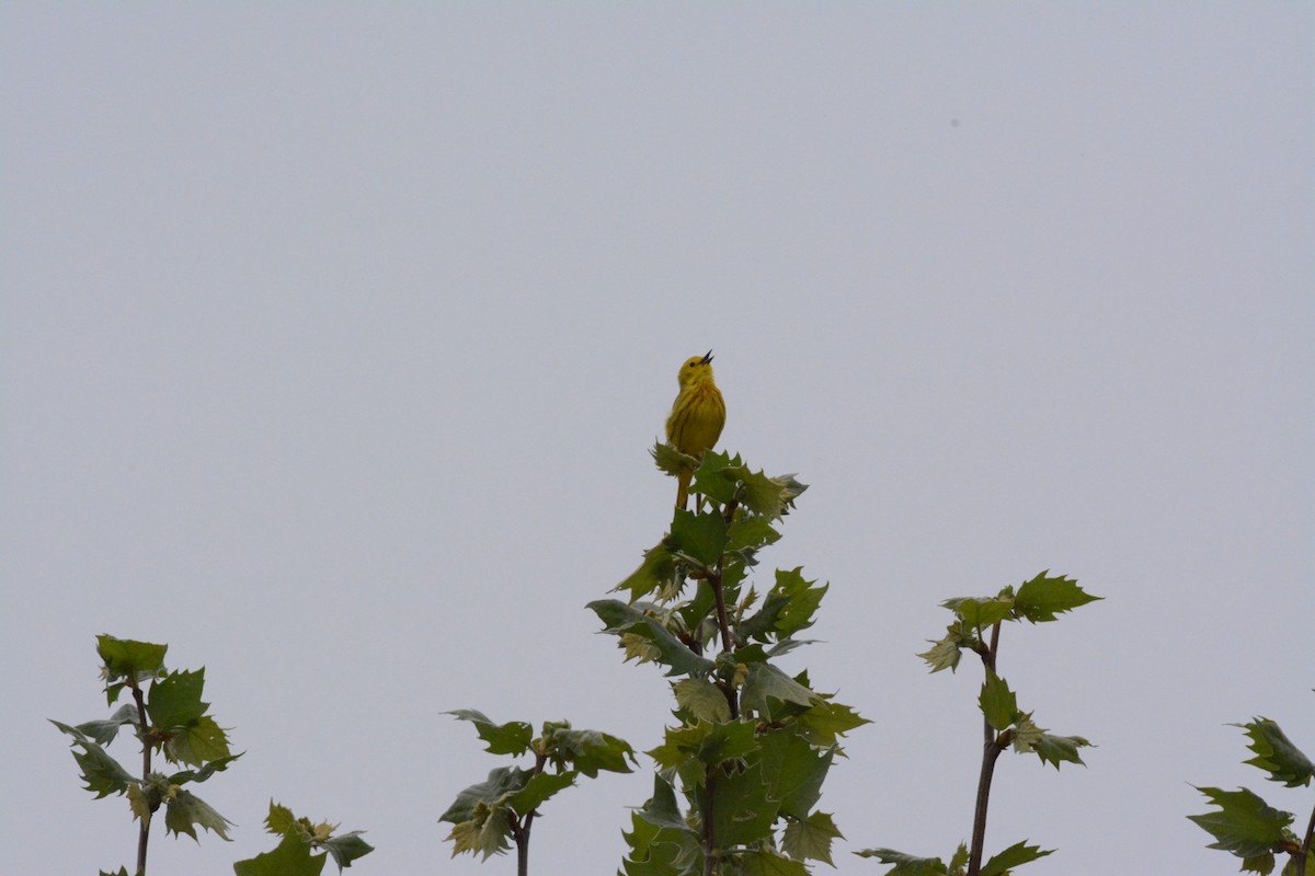 Yellow Warbler - ML618732211