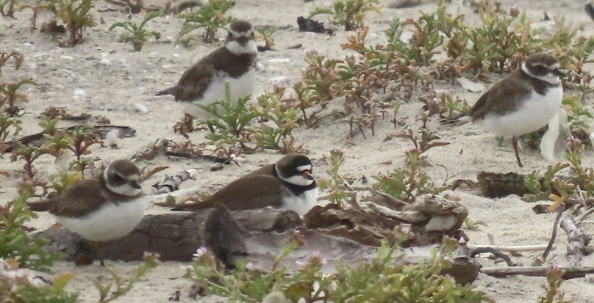 Semipalmated Plover - ML618732212