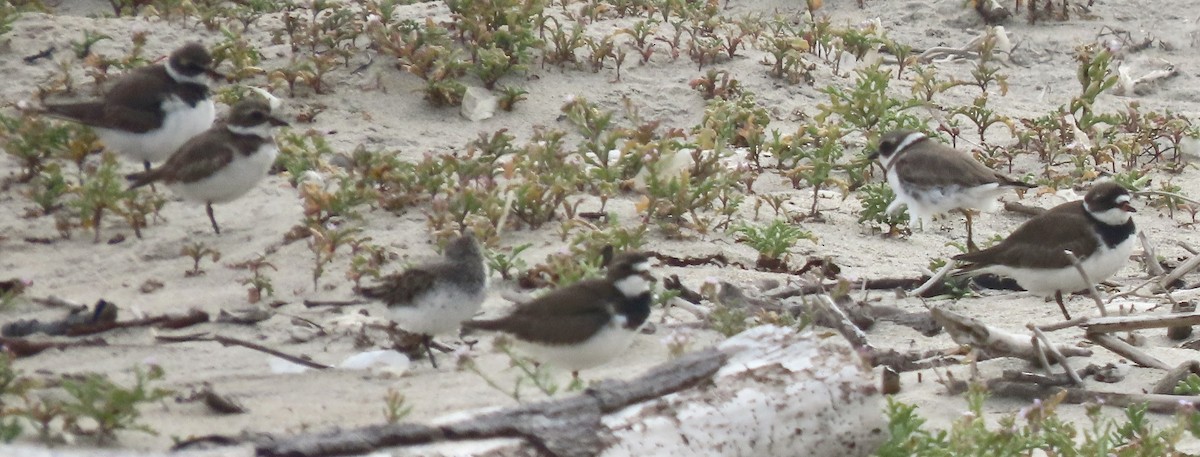 Semipalmated Plover - ML618732213