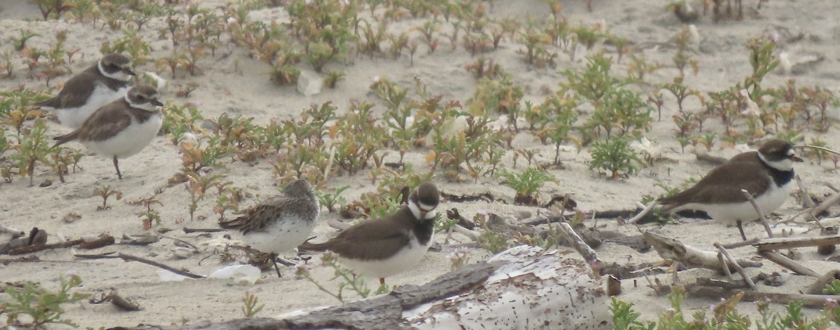 Semipalmated Plover - ML618732214