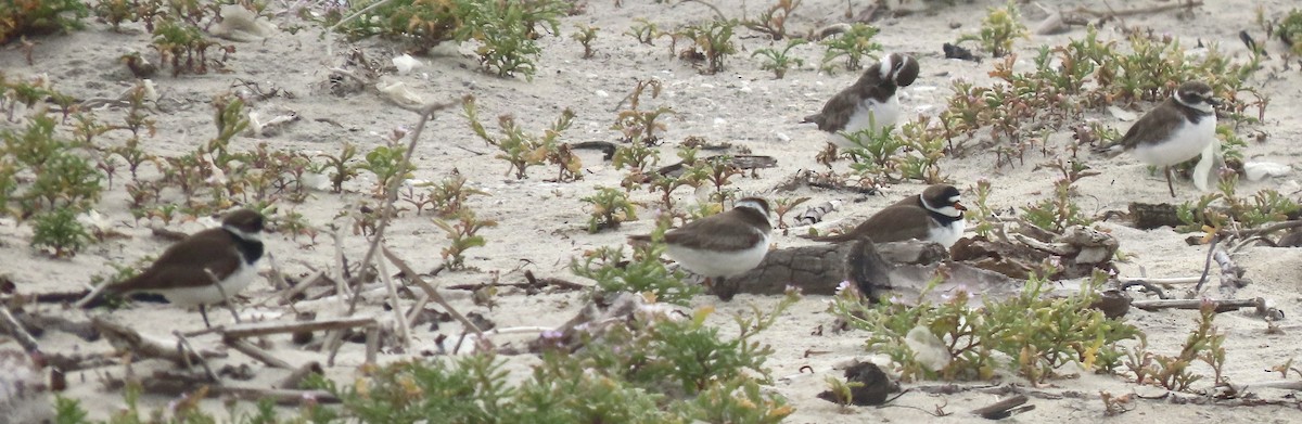 Semipalmated Plover - ML618732215
