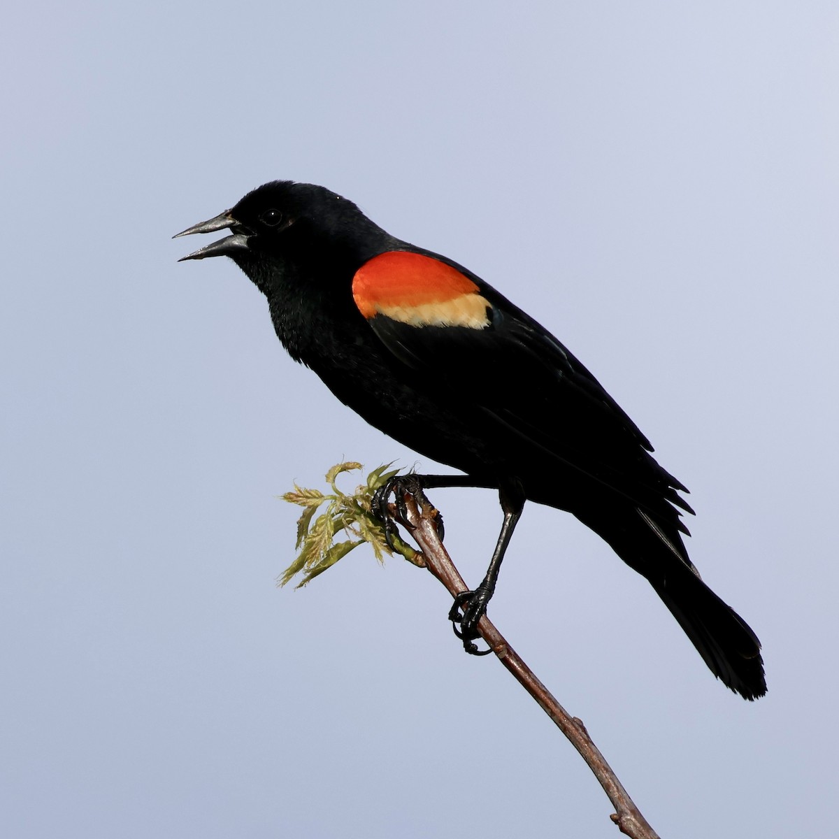Red-winged Blackbird - ML618732254