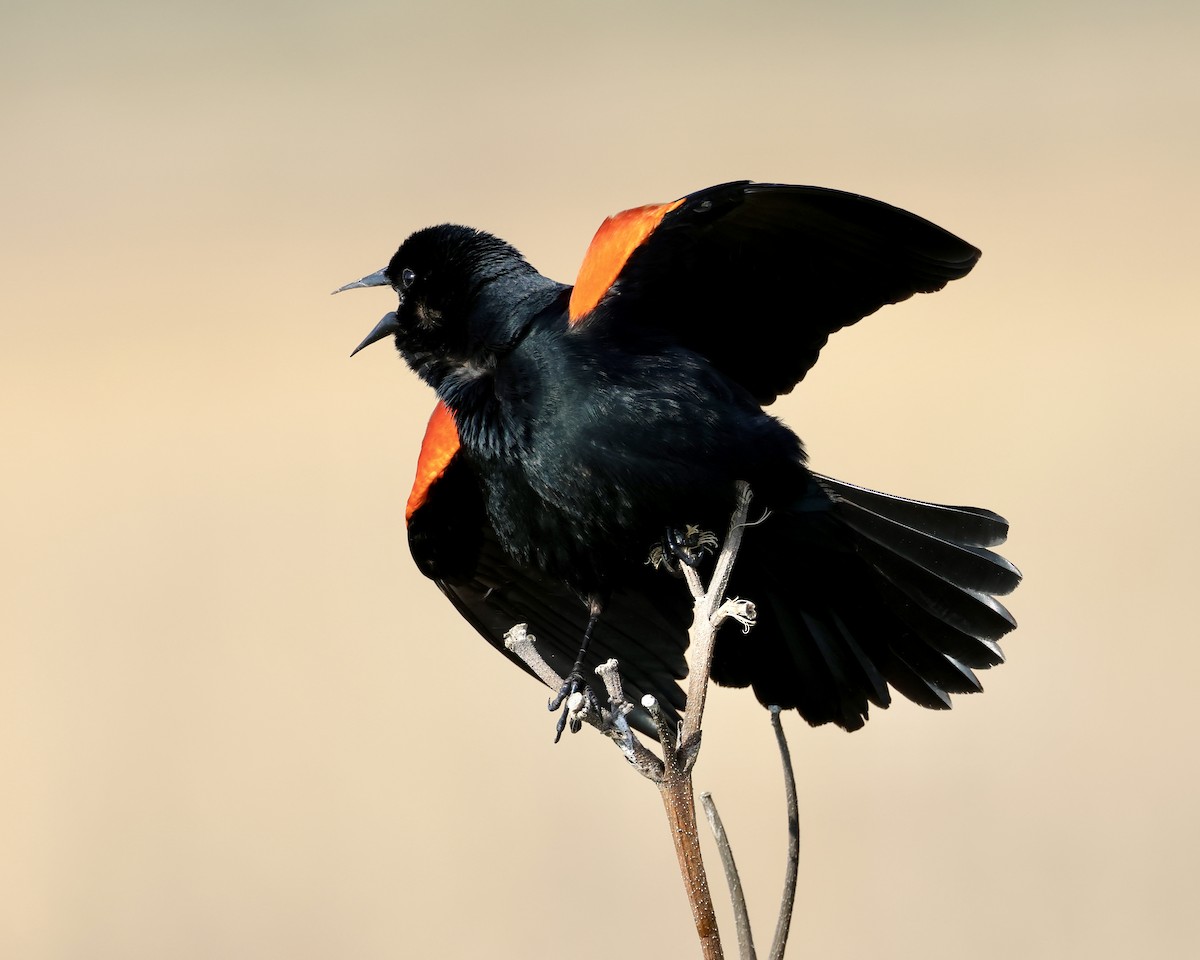 Red-winged Blackbird - ML618732258