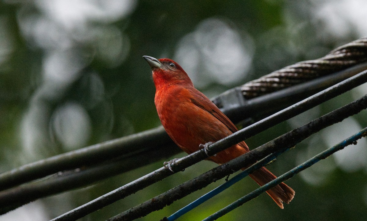 Hepatic Tanager - ML618732265