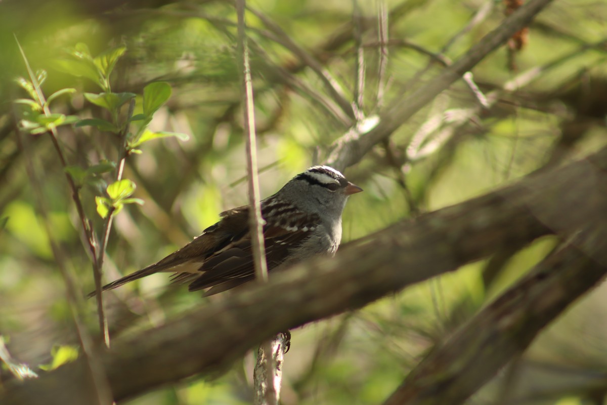 White-crowned Sparrow - ML618732286