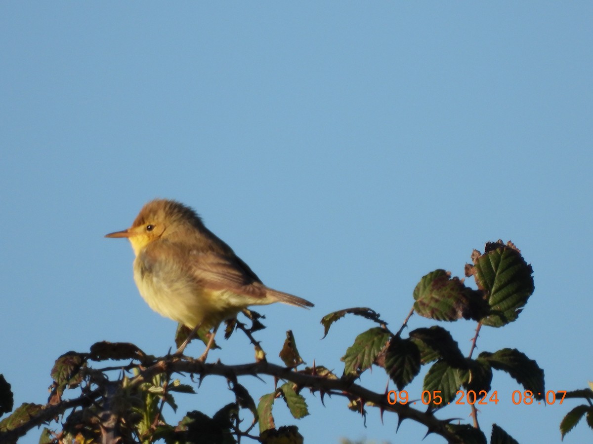 Melodious Warbler - ML618732316