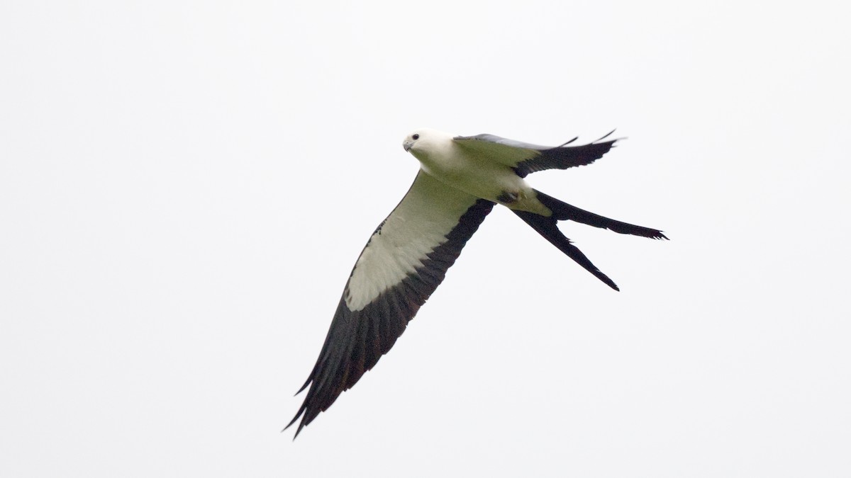 Swallow-tailed Kite - ML618732340