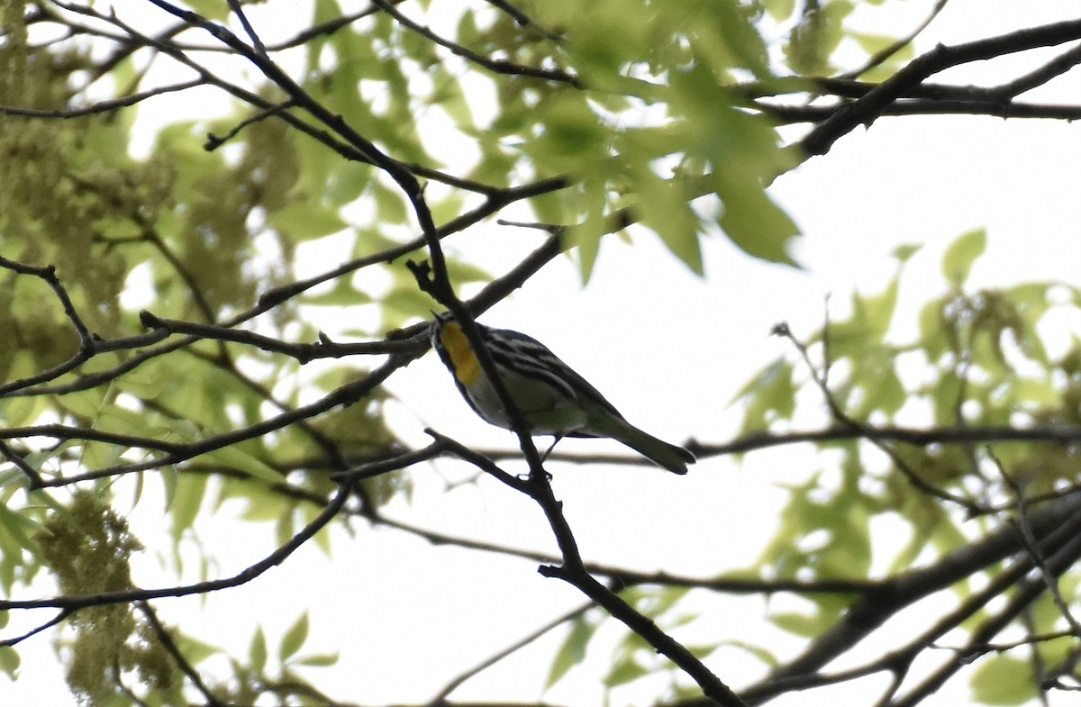 Yellow-throated Warbler - ML618732343