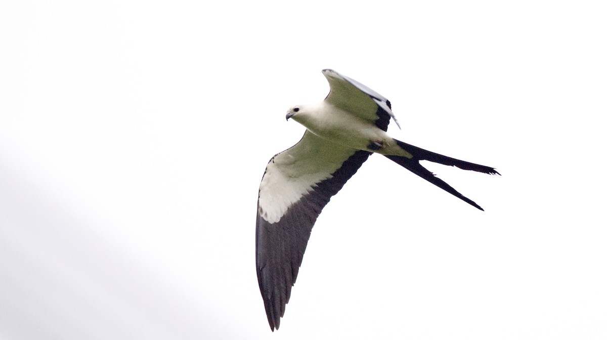 Swallow-tailed Kite - ML618732348