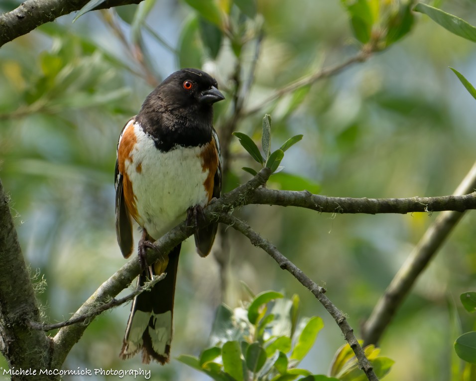 Spotted Towhee - ML618732353