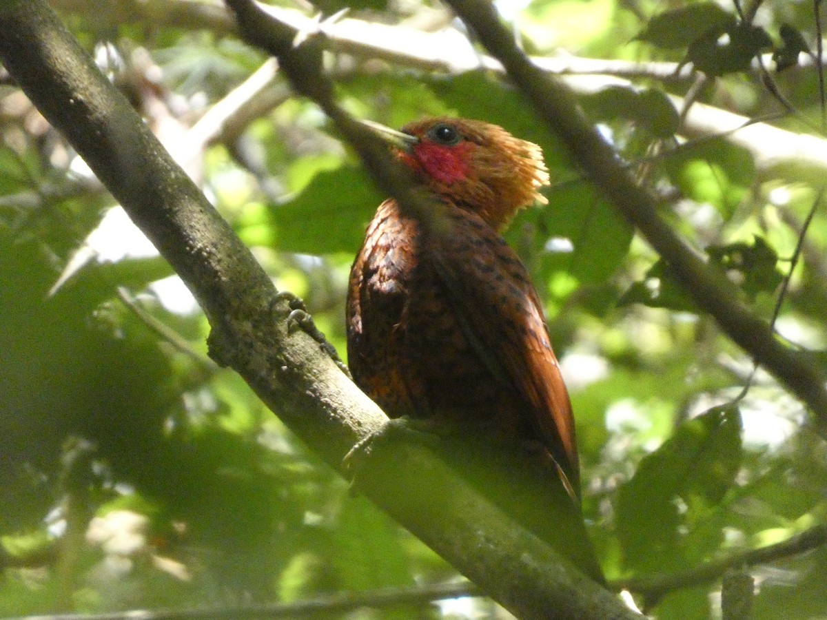 Chestnut-colored Woodpecker - ML618732376