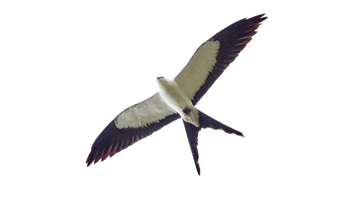 Swallow-tailed Kite - ML618732384