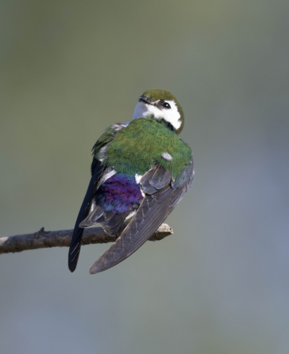 Violet-green Swallow - ML618732441