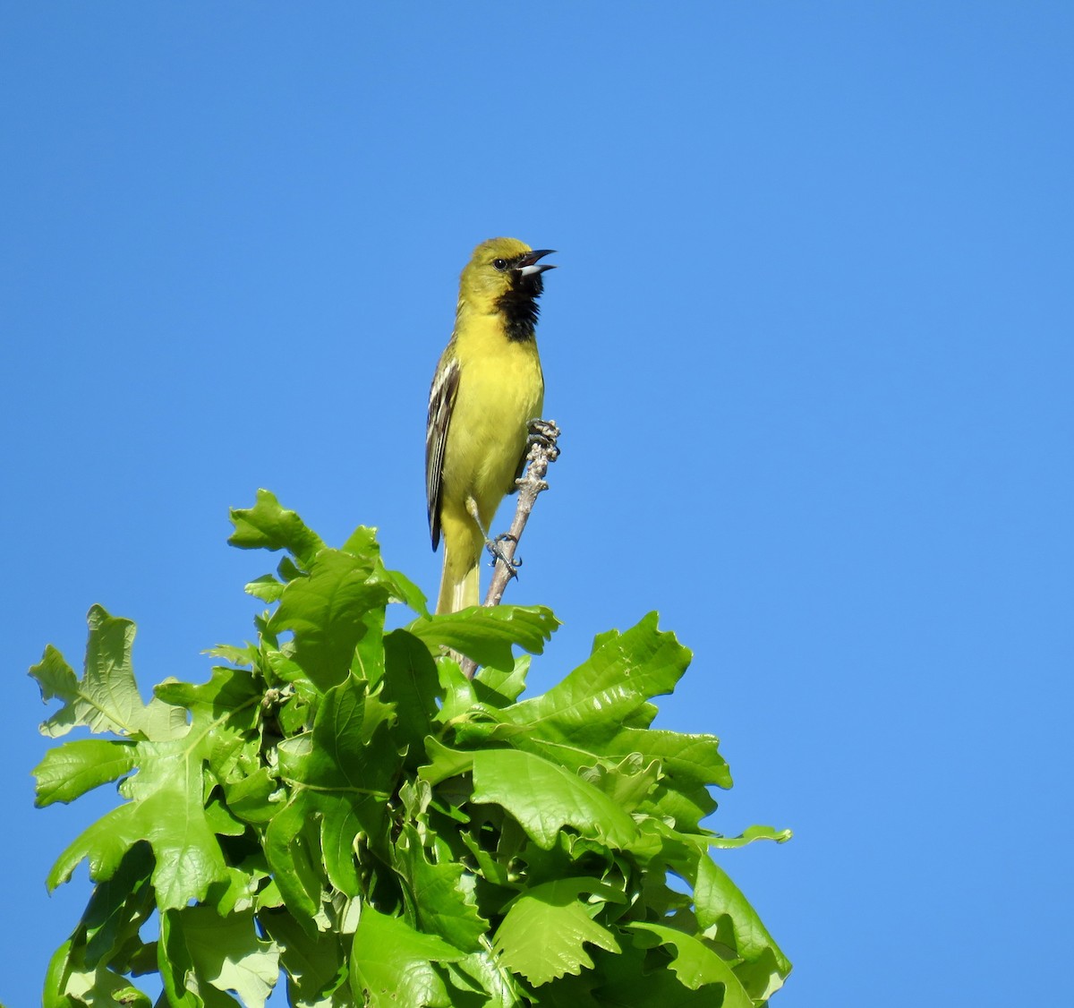 Orchard Oriole - ML618732445