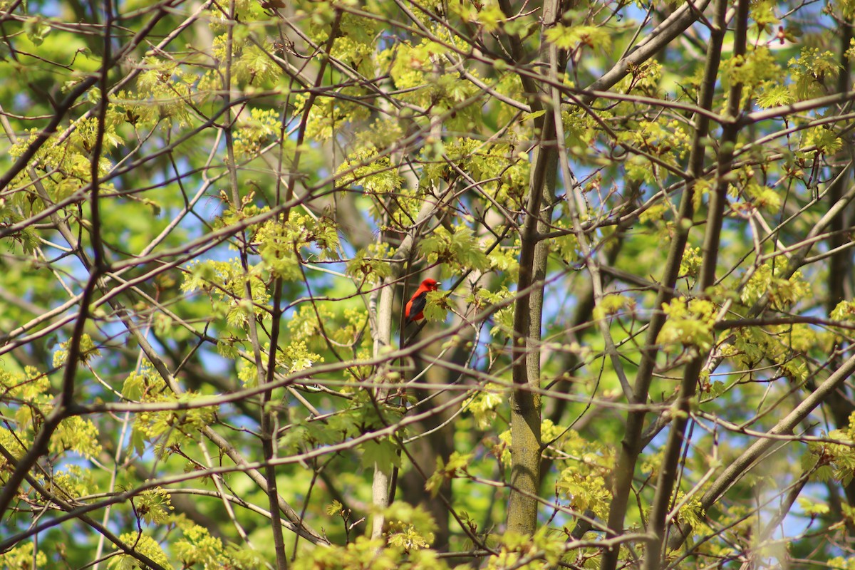 Scarlet Tanager - ML618732451