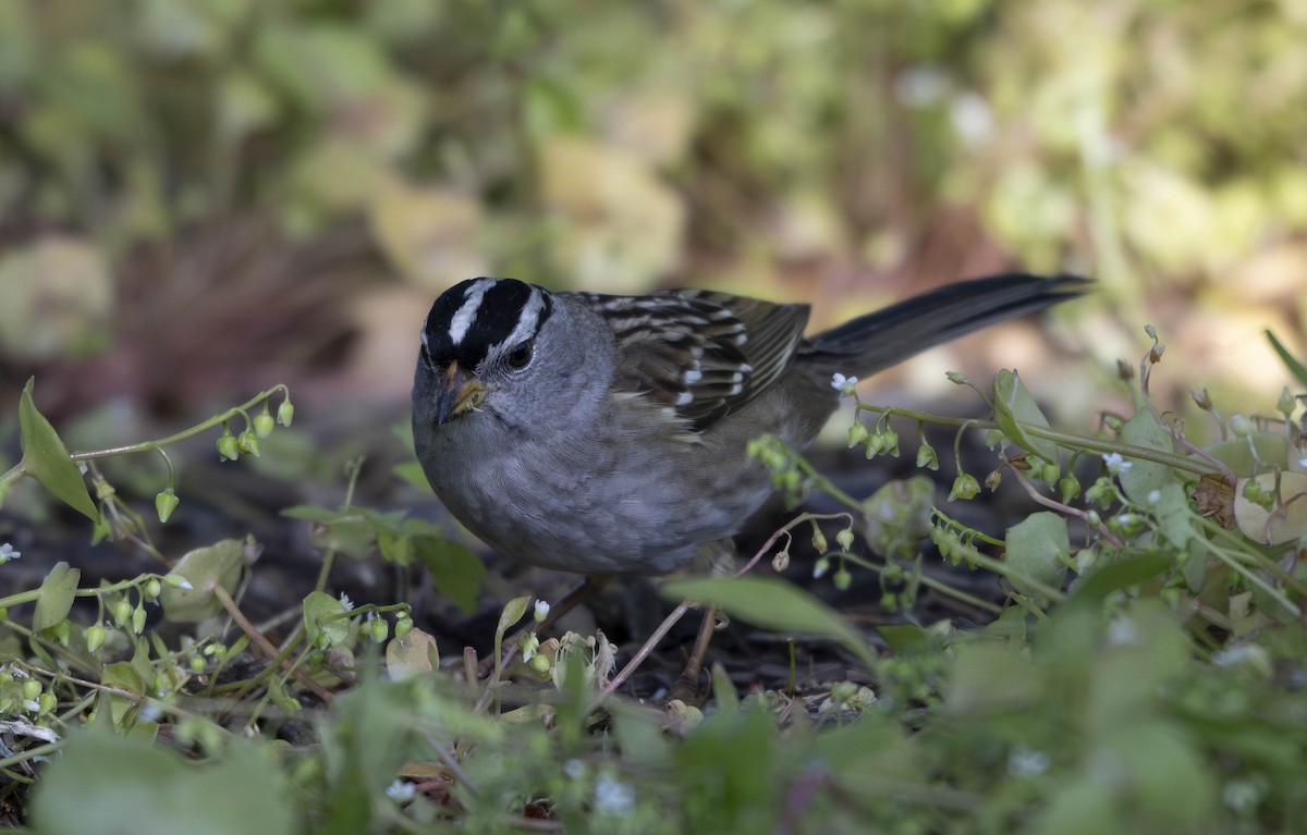White-crowned Sparrow - Thomas Swartz