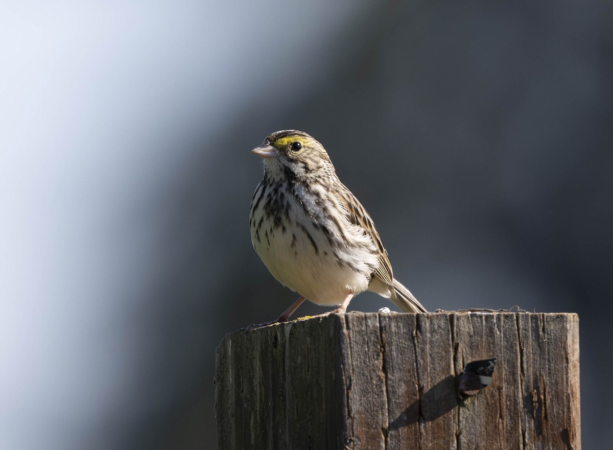 Savannah Sparrow - ML618732460