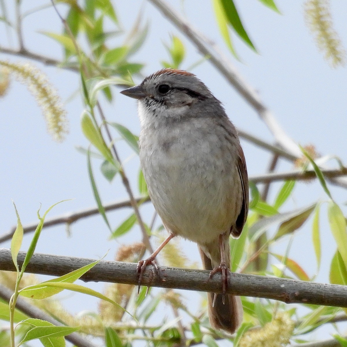 Swamp Sparrow - ML618732468
