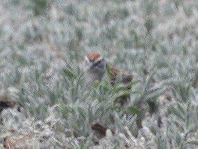 Chipping Sparrow - ML618732473