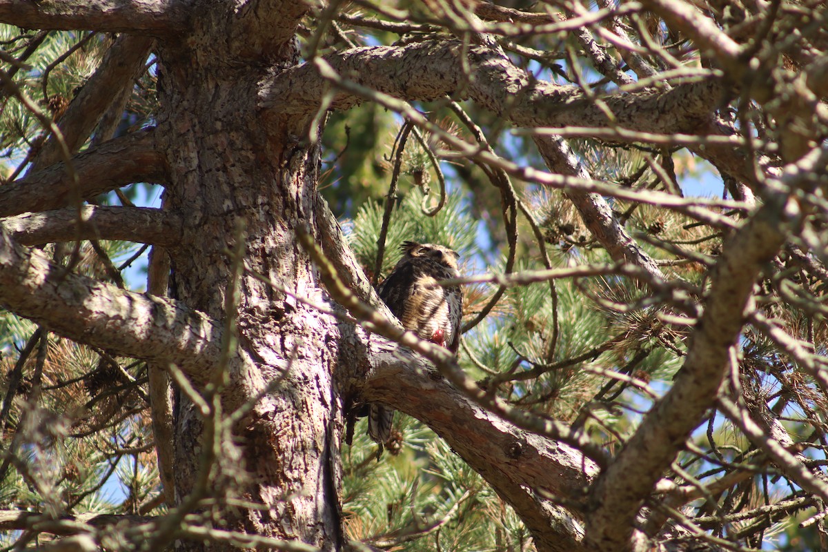 Great Horned Owl - ML618732474
