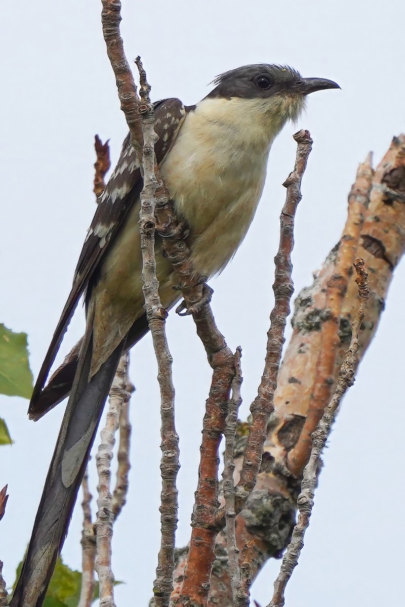 Great Spotted Cuckoo - ML618732501