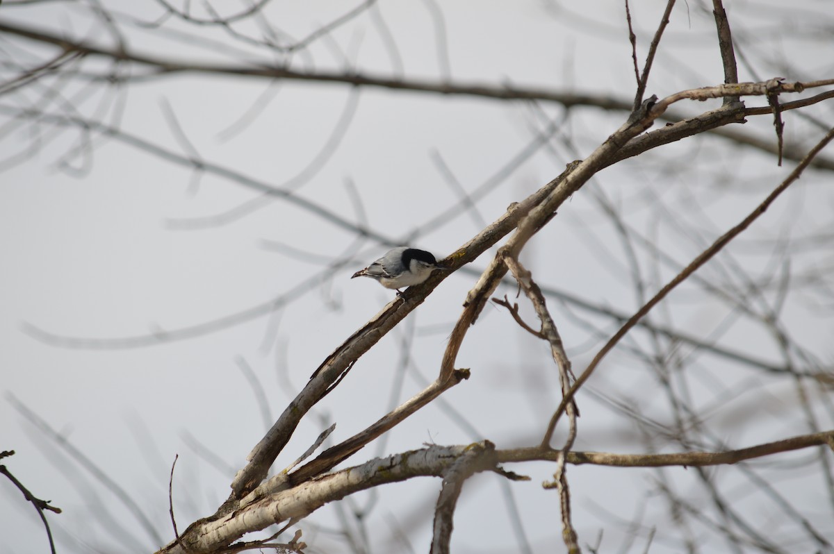 White-breasted Nuthatch - ML618732516