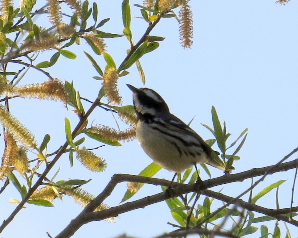 Black-throated Gray Warbler - Pam Campbell