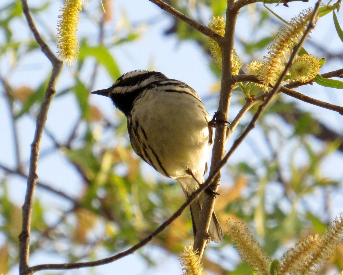 Black-throated Gray Warbler - Pam Campbell