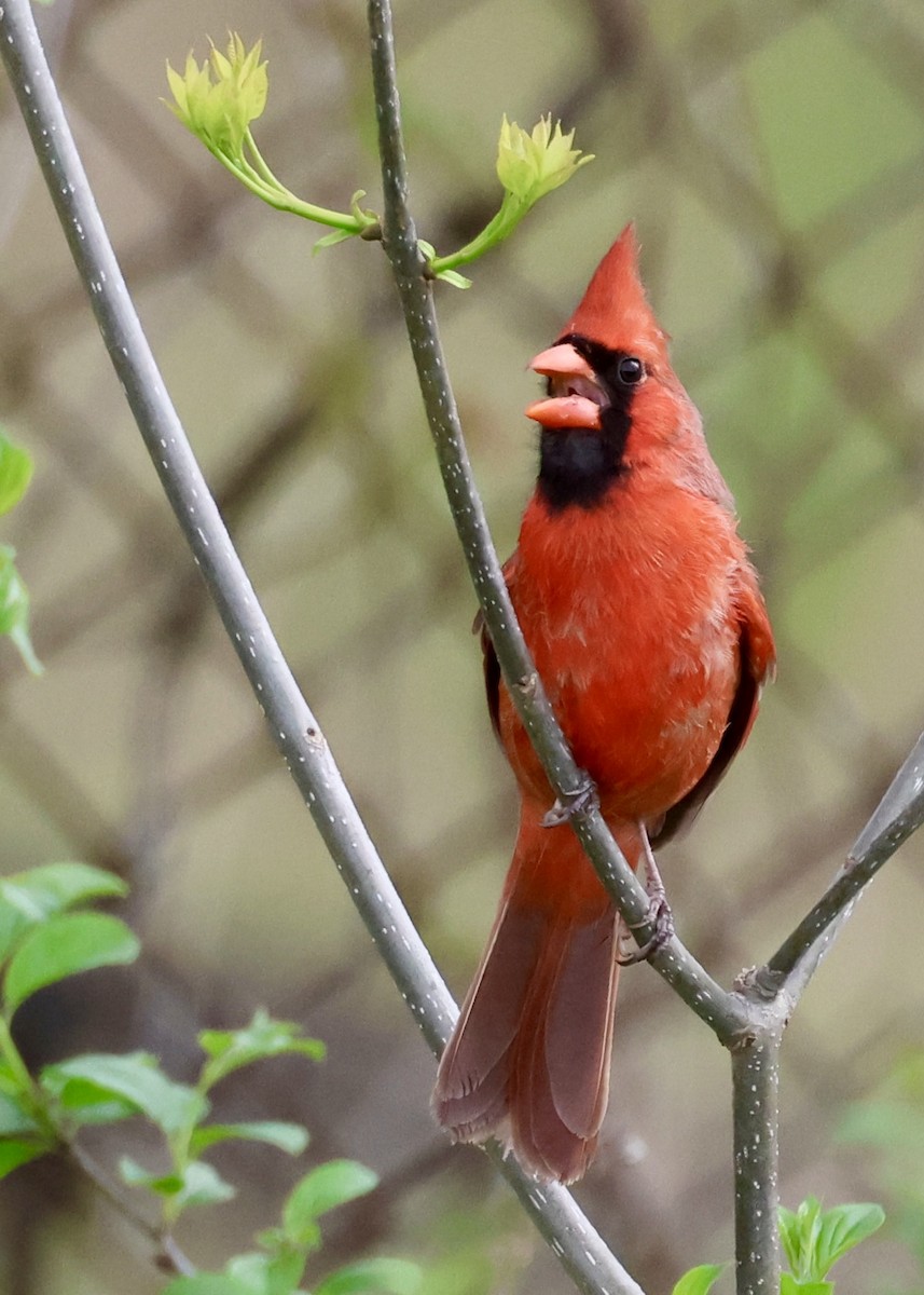 Cardinal rouge - ML618732578