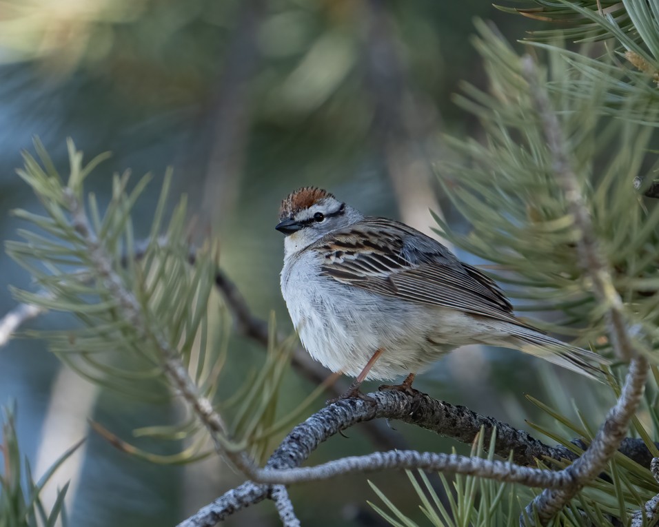 Chipping Sparrow - ML618732580