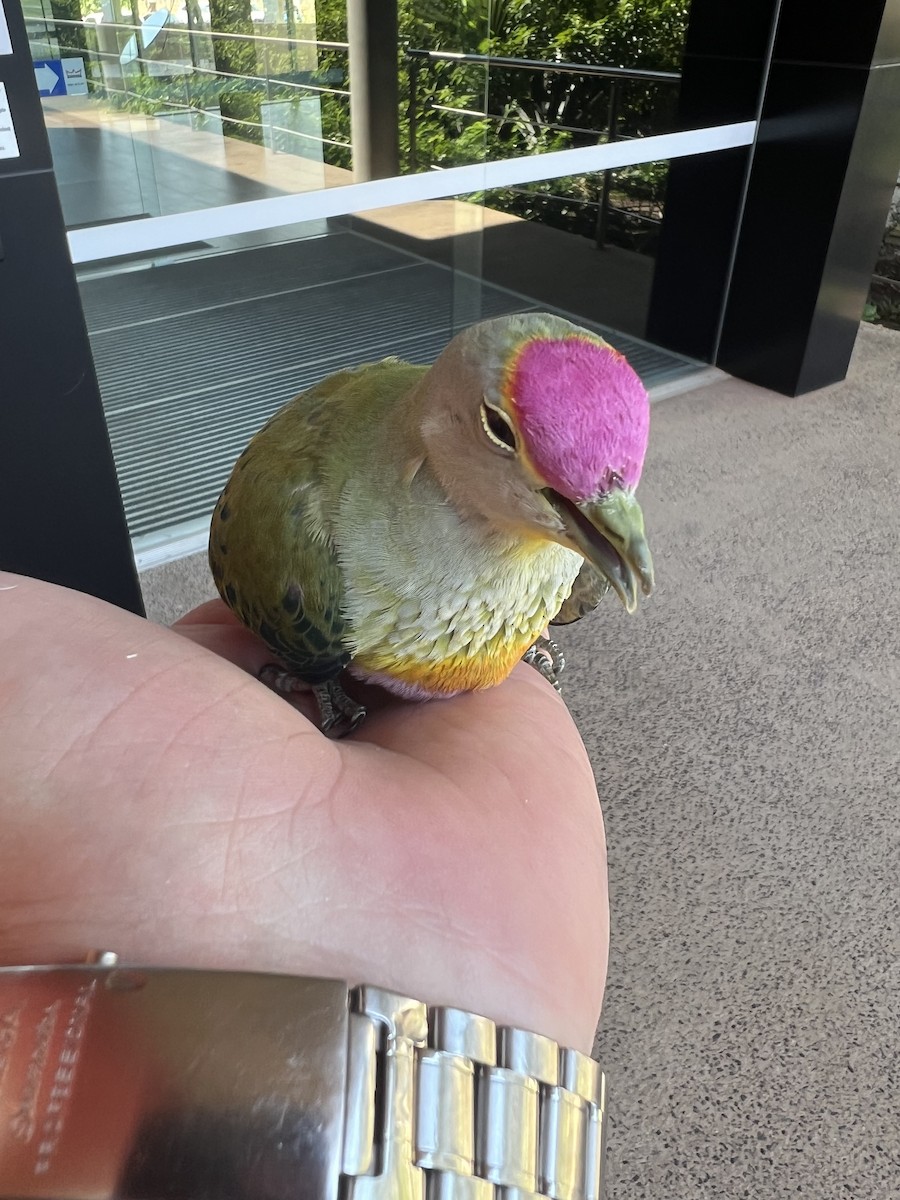 Rose-crowned Fruit-Dove - ML618732591