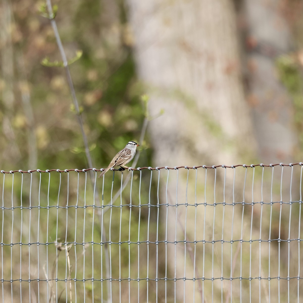 White-crowned Sparrow - ML618732607
