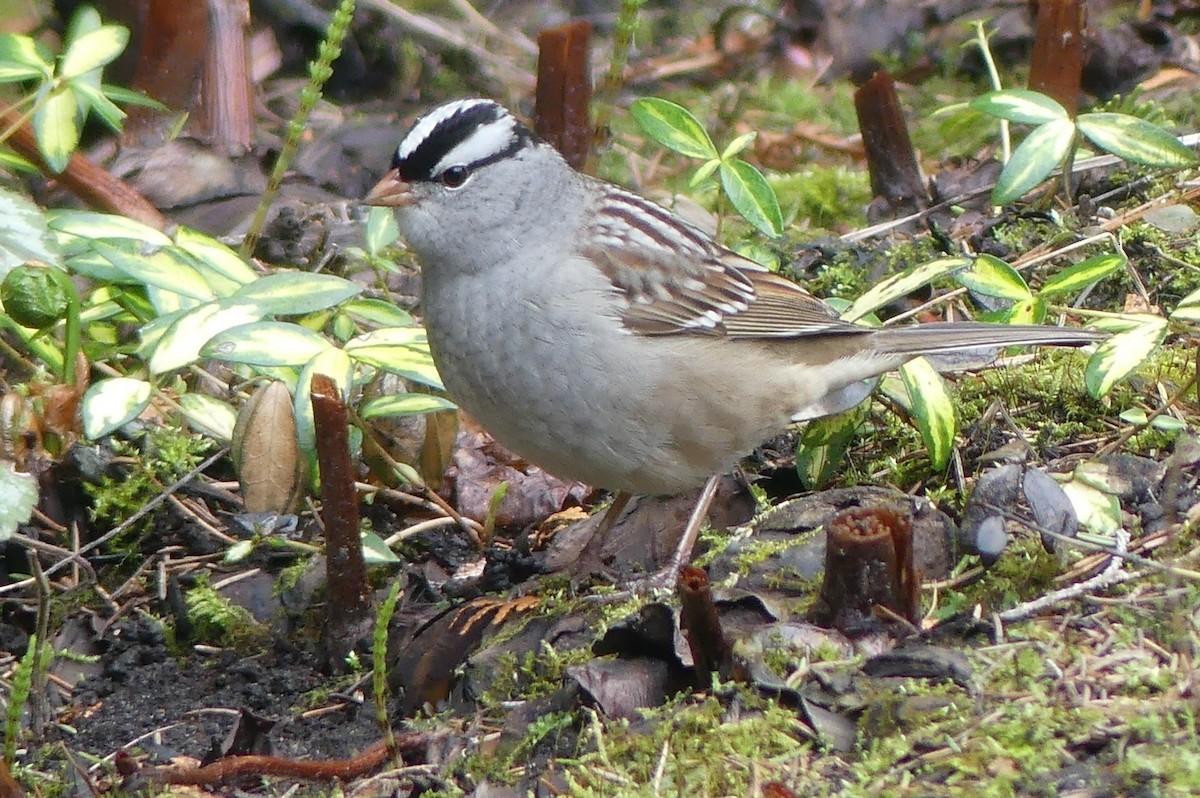 White-crowned Sparrow - ML618732609