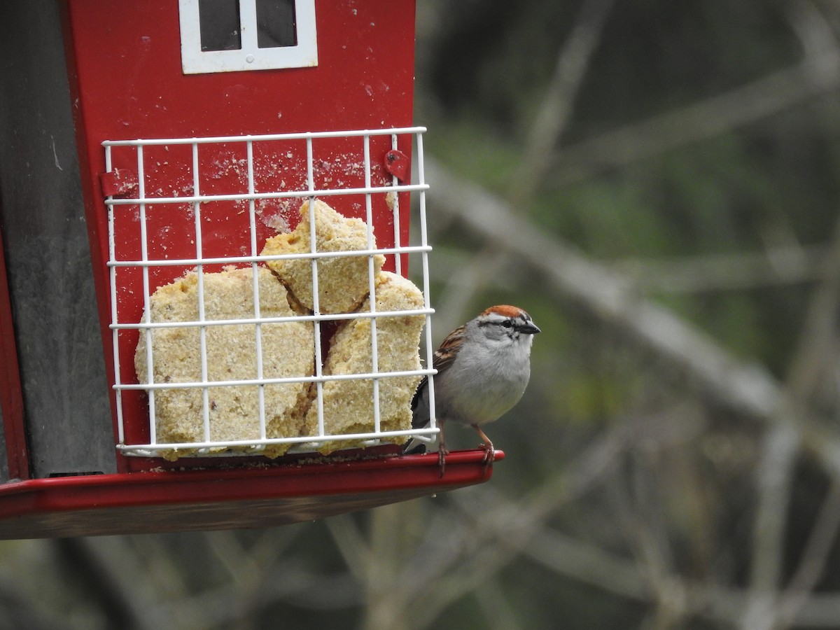 Chipping Sparrow - ML618732614