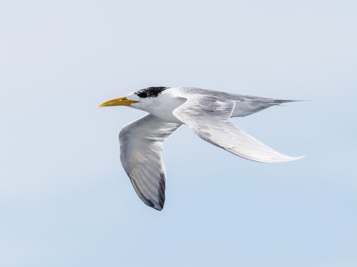 Great Crested Tern - ML618732620
