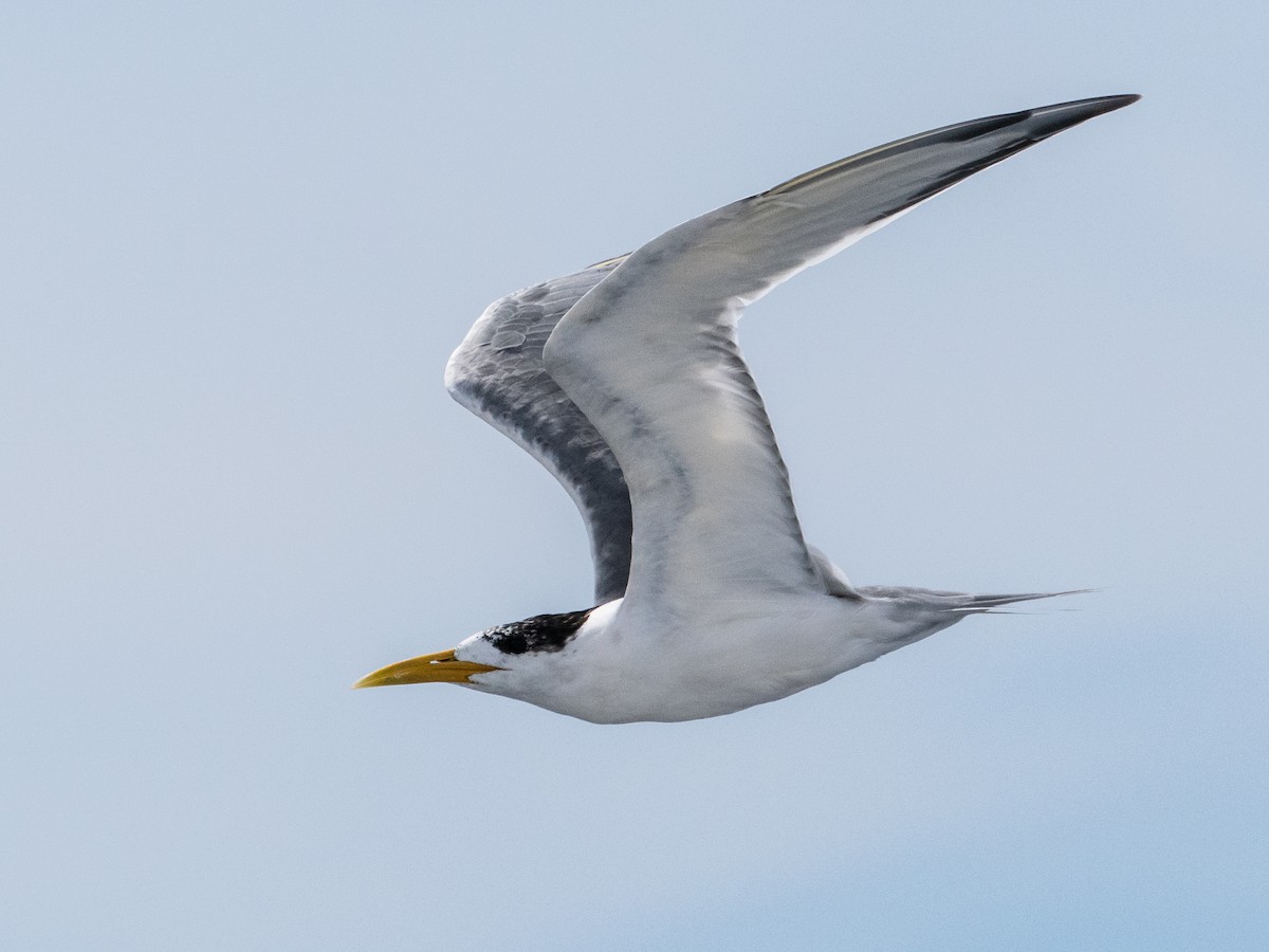 Great Crested Tern - ML618732621