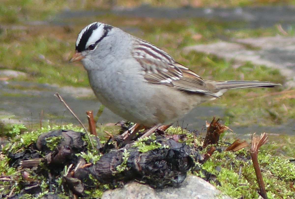 White-crowned Sparrow - ML618732625