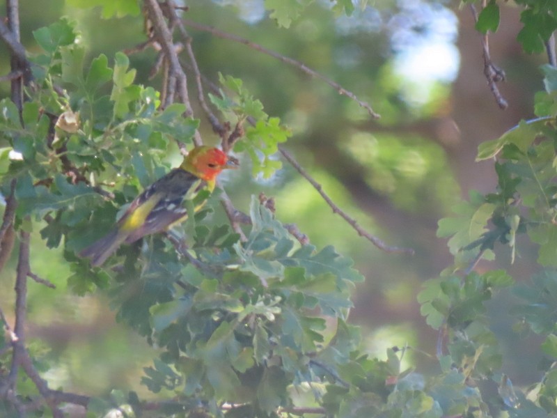 Western Tanager - ML618732674