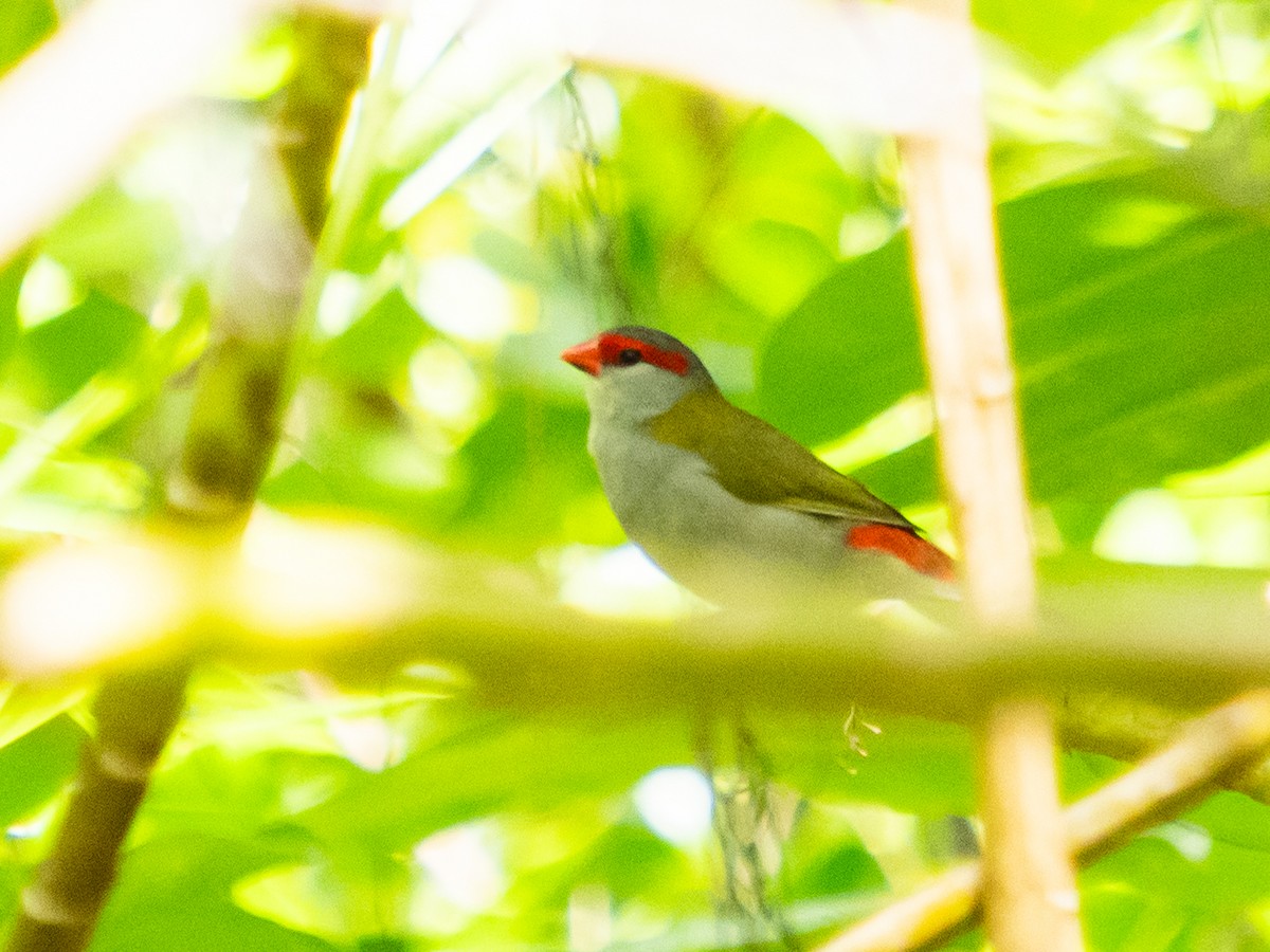Red-browed Firetail - ML618732714