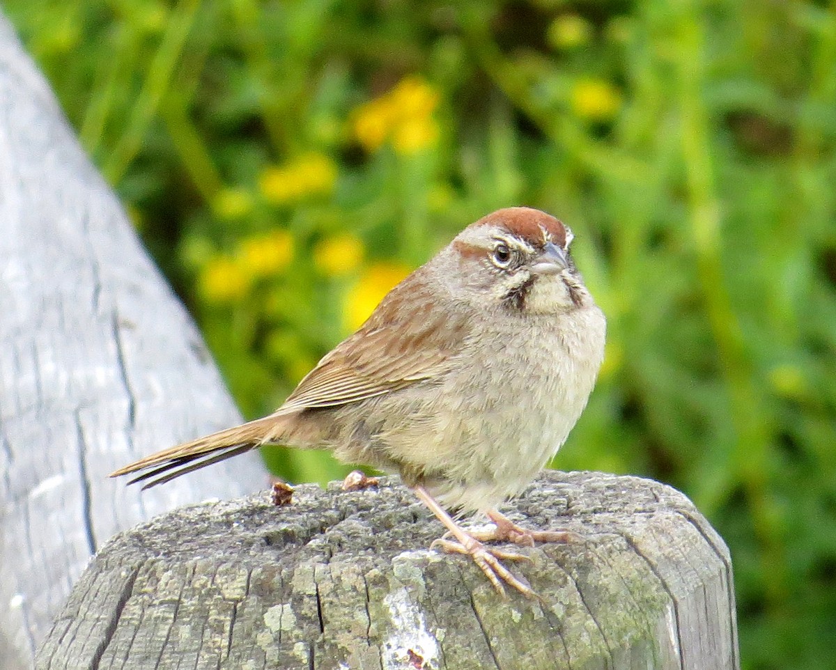 Rufous-crowned Sparrow - ML618732716