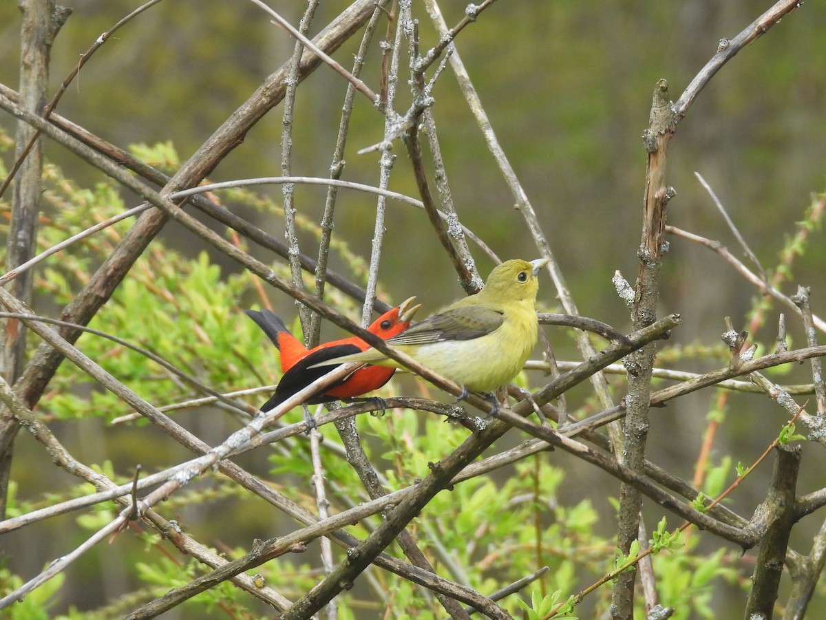 Scarlet Tanager - ML618732717