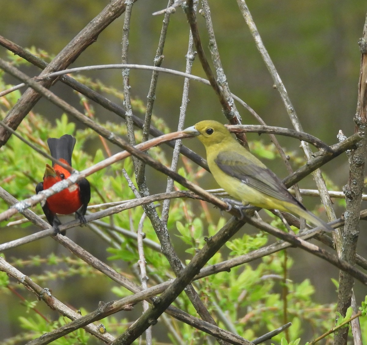 Scarlet Tanager - ML618732725