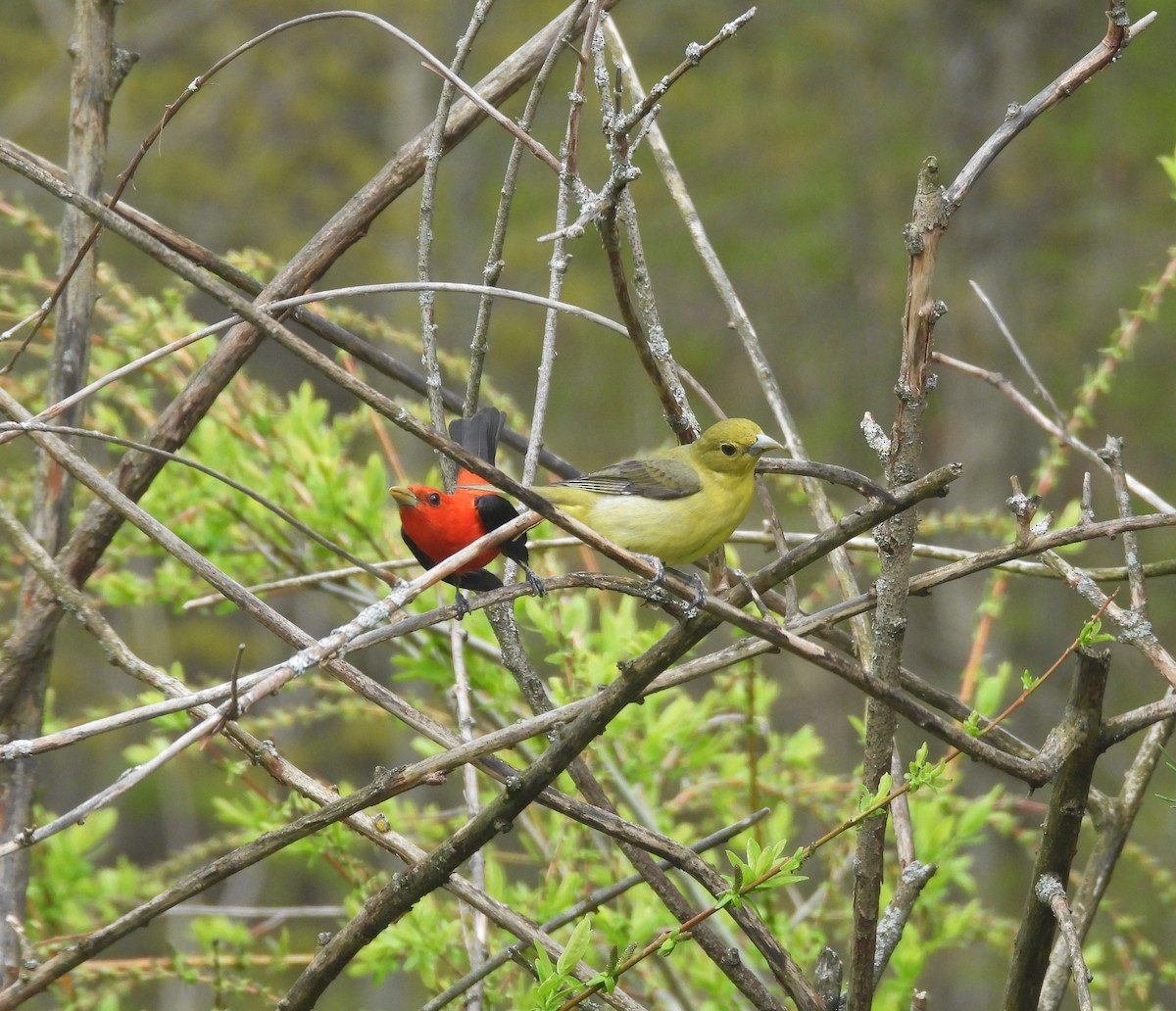Scarlet Tanager - ML618732727
