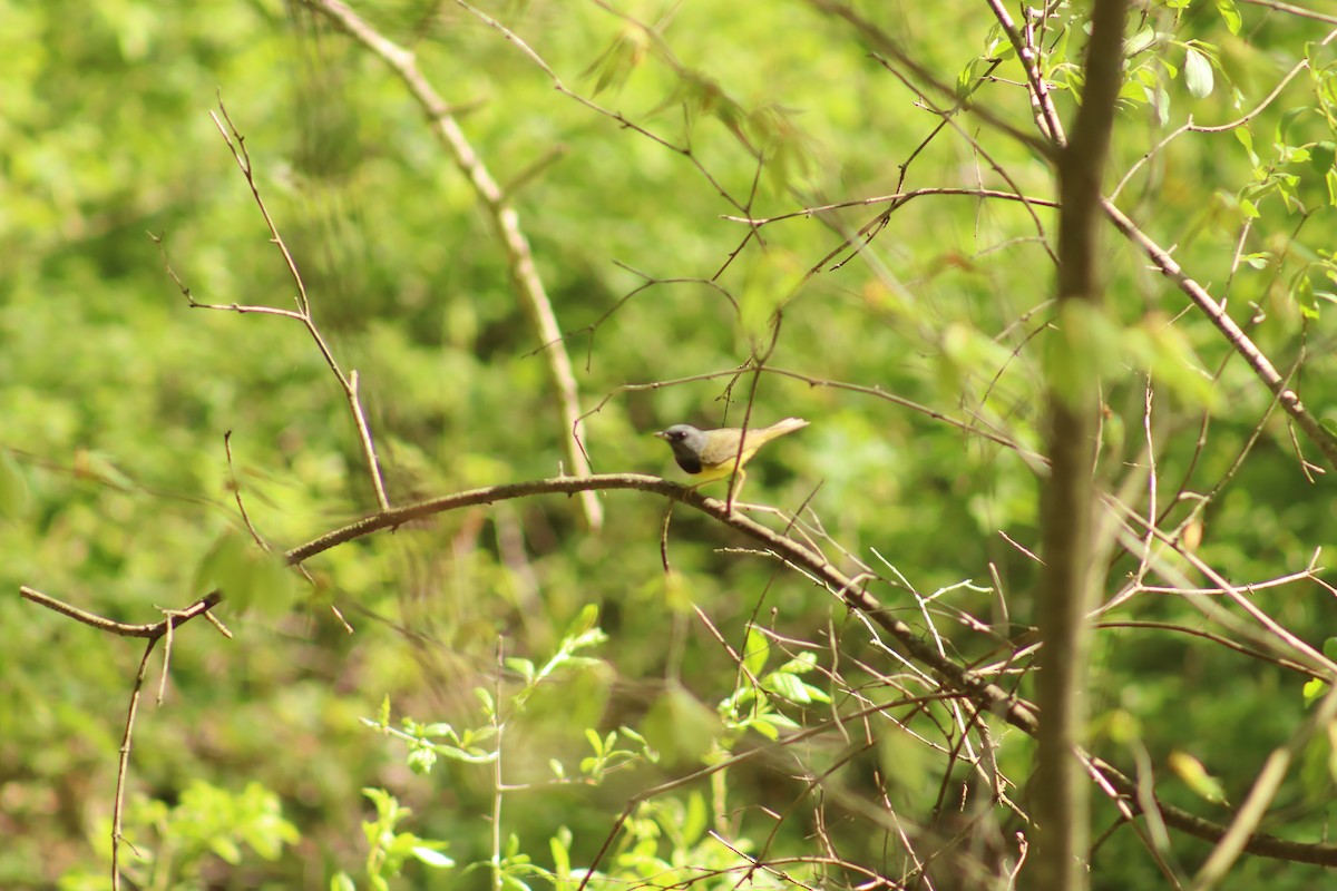 eBird Checklist 8 May 2024 - 1200