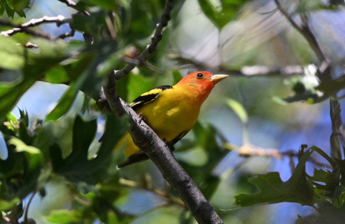 Western Tanager - ML618732755