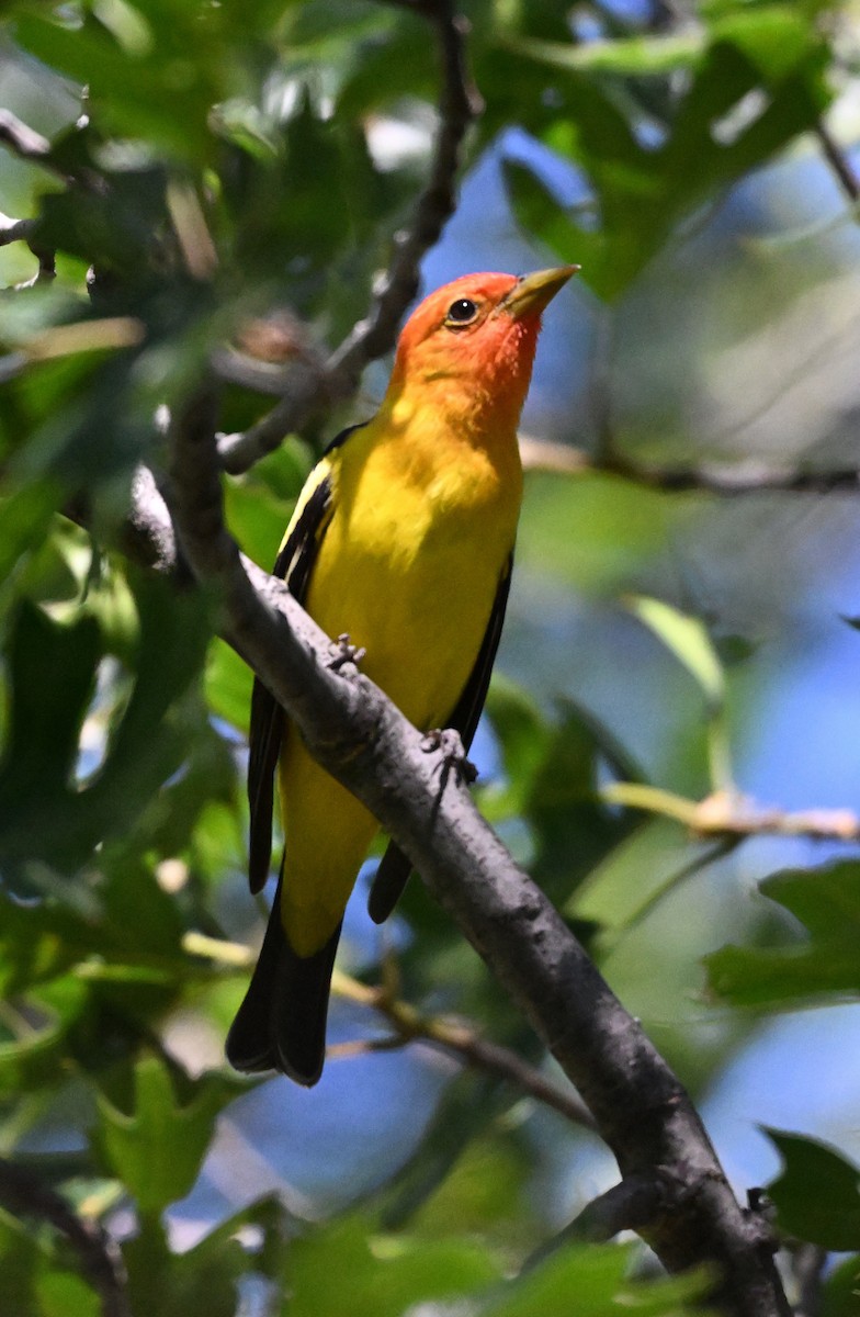 Western Tanager - ML618732756