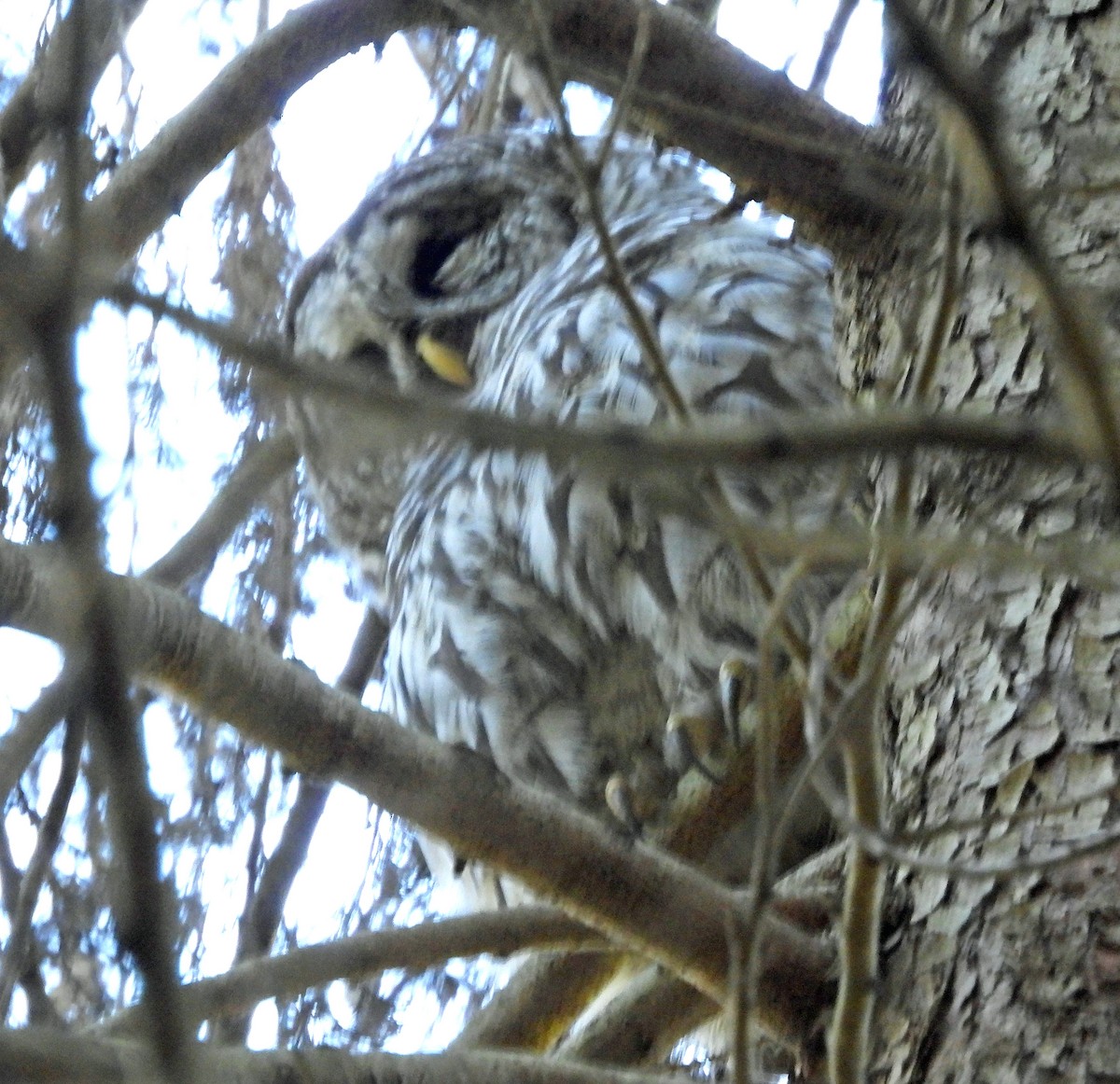 Barred Owl - ML618732757