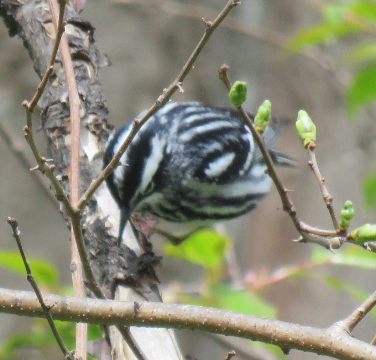 Black-and-white Warbler - ML618732809