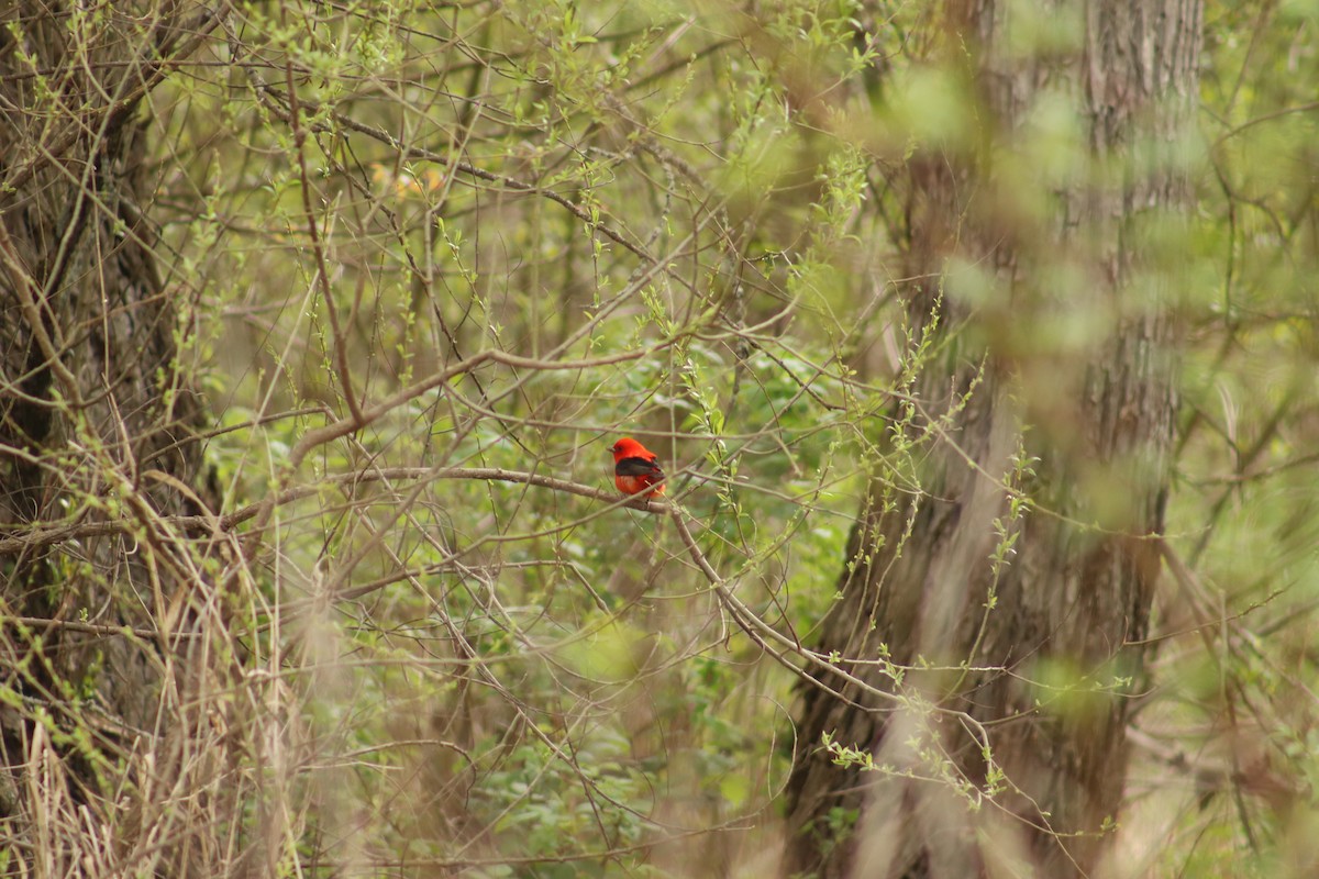 Scarlet Tanager - ML618732825