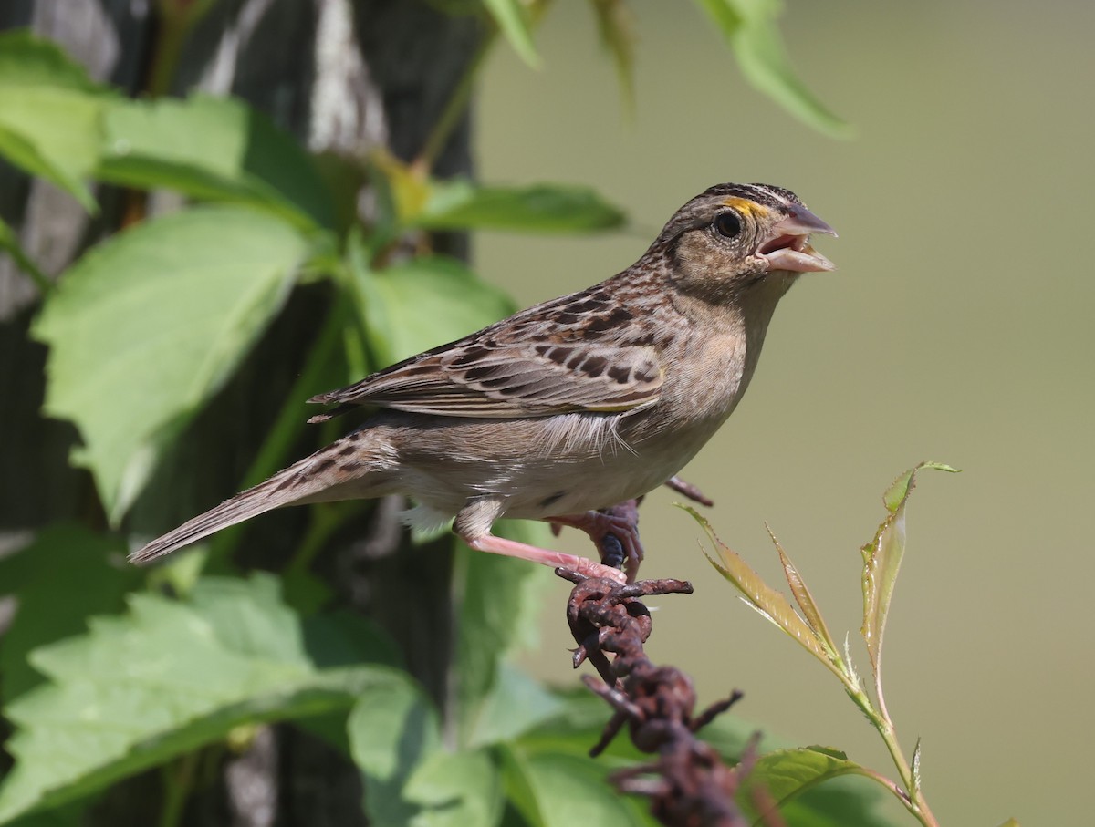 Grasshopper Sparrow - ML618732833